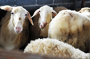 “315”曝光瘦肉精羊流向多地,我們還能放心吃肉嗎？