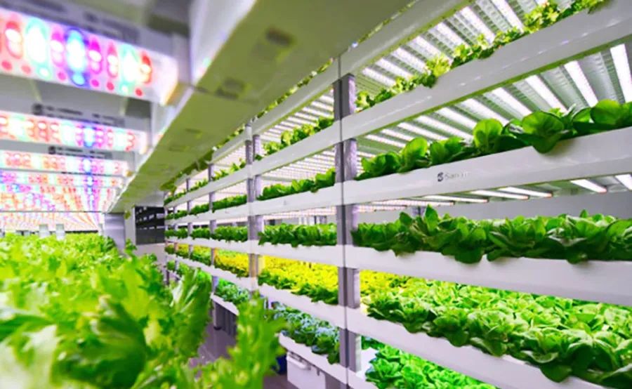 DLC發(fā)布植物燈V3.0第一版草稿以及植物燈抽檢政策草稿