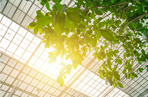 DLC發(fā)布植物燈V3.0第二版草稿標準