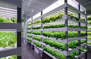 DLC發(fā)布植物燈3.0正式版